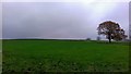 Grassland near Higher Poynton, Cheshire