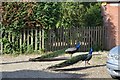 Peacocks, Rectory Rd