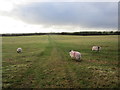 Track through a grassfield near Tower of Sark