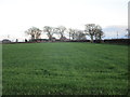 Grassland and Down by Rigg Farm