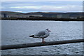 NX0561 : Gull, Stranraer by Billy McCrorie