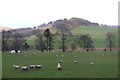 Sheep pasture north of Biggar