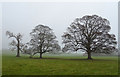 Trees in pasture, Low End, Leathley 