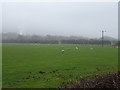 Sheep grazing near River View Farm