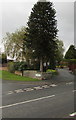 Dominant conifer on a corner in the north of Brecon