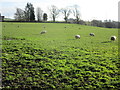 Sheep grazing at Waterbeck