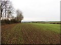 Winter crop, west of Hacche Lane