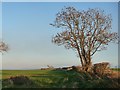 NZ4807 : Tree in a hedgerow, south of Holme Lane by Christine Johnstone