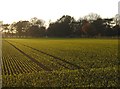 Winter cereal at Osterley