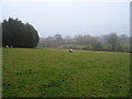 Sheep grazing, Moor Side