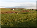 Grazing sheep above Hunstone Brake