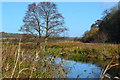 River Itchen by Breach Copse