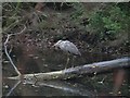 TL8193 : Heron on log by David Pashley