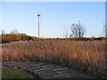 Reed Bed View