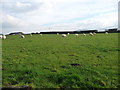 Sheep grazing near Llys Gwynt, Seion