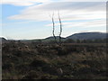 Backmoor Wood - clear felled