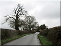 Trees profiled against a winter sky