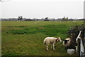 Sheep by Manor Farm