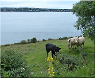 NO4429 : Cattle near Tayport by Mat Fascione