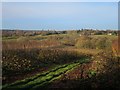 Orchard by Conghurst Lane