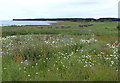 Tentsmuir National Nature Reserve