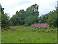 Waste grassland, Tatsfield