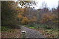 Footpath in Kings Wood