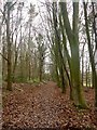 SK6767 : Woodland footpath in Wellow Park by Graham Hogg