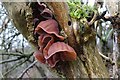 SO7639 : Tree fungi by Philip Halling