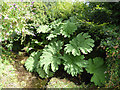 SX0453 : Gunnera growing in a small stream by Stephen Craven