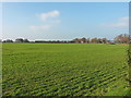 Winter wheat near Ellerdine Heath