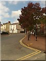 Handsome trees in Severn Square, Newtown