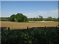 Field by River Wensum