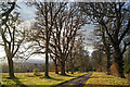 Avenue towards The Dell, Brahan