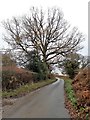 117 metre spot height on Cross in Hand Lane