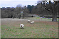 Sheep above Oxford Bridge