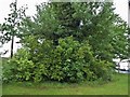 Trees by Arlesey Road, Ickleford