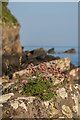 SS6949 : Sea Pink or Thrift (Armeria maritima) by Ian Capper