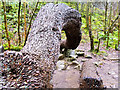 SD6973 : Ingleton Waterfalls Trail, The Money Tree by David Dixon