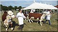 Hereford cows, Tenbury Show