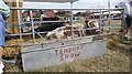 Longhorns, Tenbury  Show