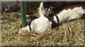 A hot day, Tenbury Show 2018