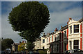 Houses on Claremont Road. Bishopston