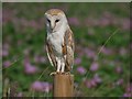 TL8198 : Barn Owl by David Pashley