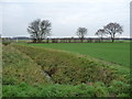 SE5527 : Vestigial hedge, east of Royd's Road by Christine Johnstone