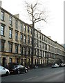 The oldest tree on Argyle Street