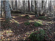 NH6454 : In Tullich Wood, Black Isle by Julian Paren