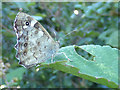 Butterfly, Gorran Haven