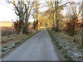 Tree-lined minor road near to Hallrule Farm