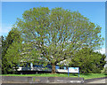 Tree, Abbey Foregate, Shrewsbury